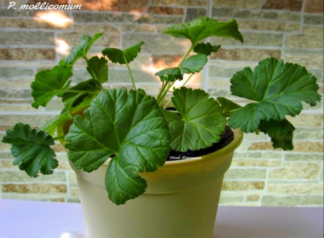 p.mollicomum