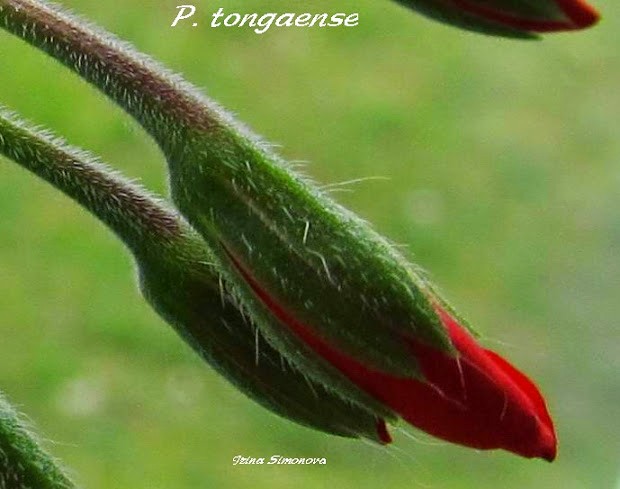 p.tongaense