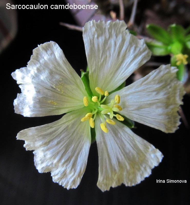 sarcocaulon camdeboense