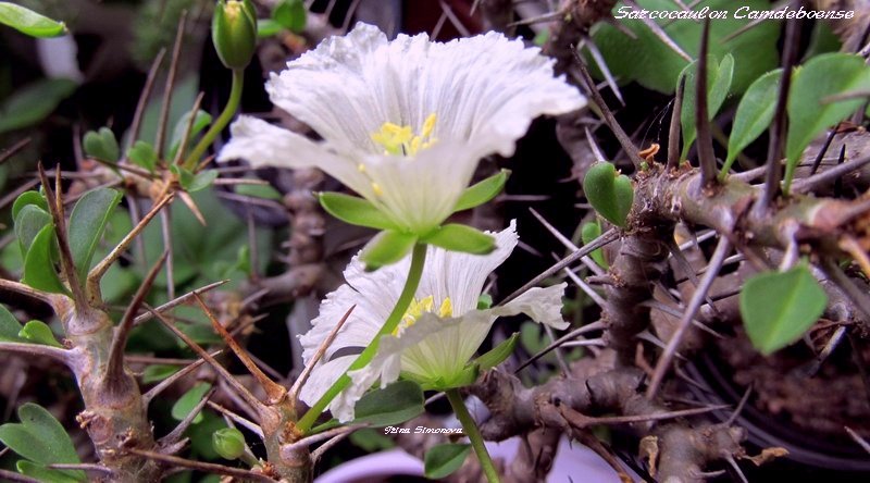 sarcocaulon camdeboense