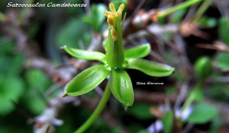 sarcocaulon camdeboense