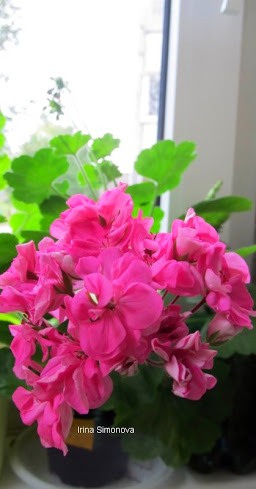 pelargonium