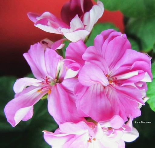 pelargonium