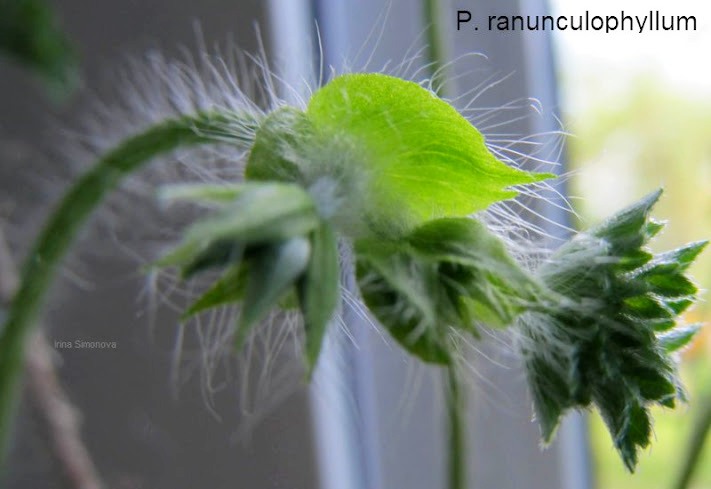 p.ranunculophyllum